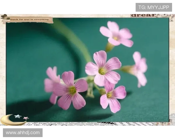 南京乒乓球队耐力对比分析揭示训练与表现的深层关系